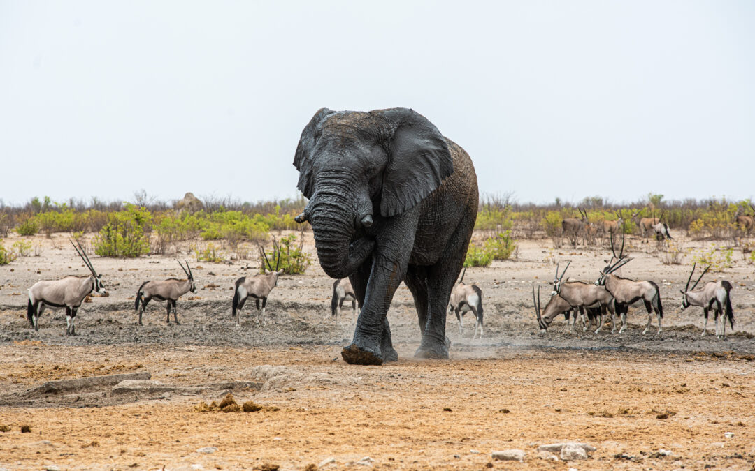 Namibie 2023 aneb Afrika pro začátečníky